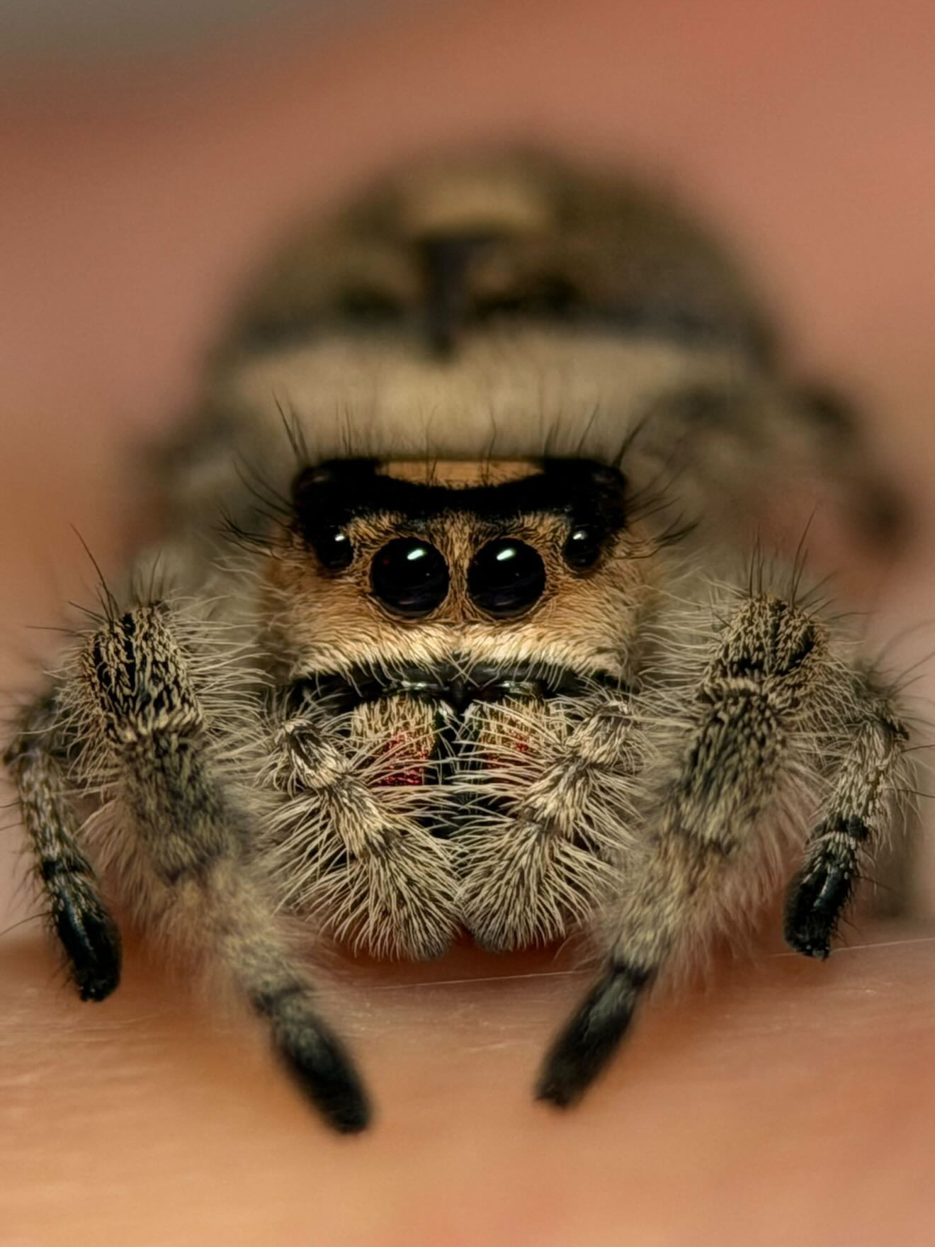 Female Phidippus audax