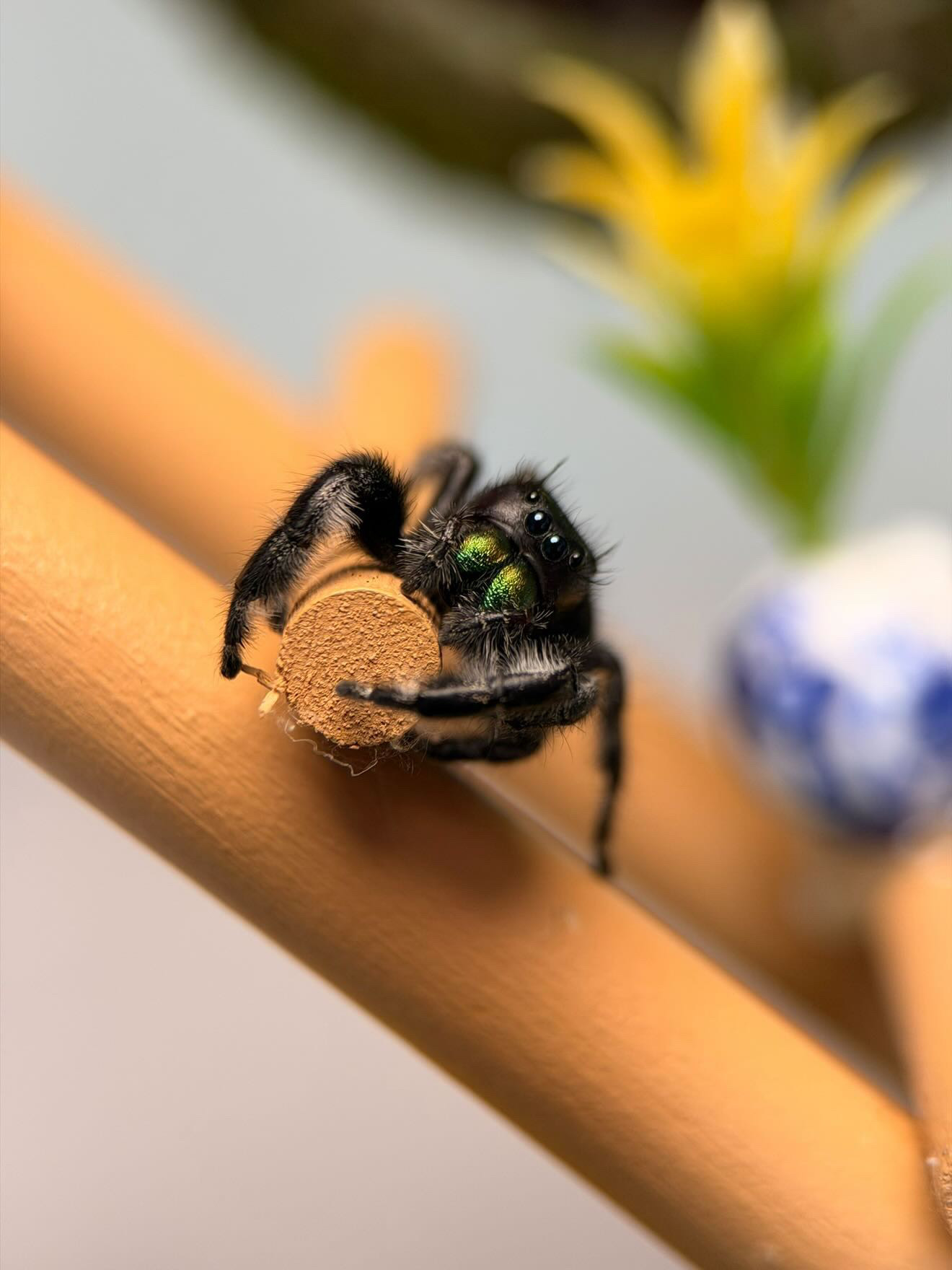 Bold jumping spider close up